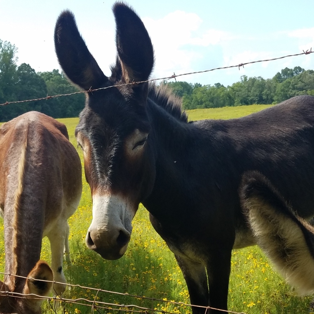 Meet your Posher, Julia